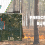 Controlled Burns Begin at Shoal River Preserve