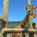Meet Dorothy, ZooWorld’s new giraffe and educational ambassador