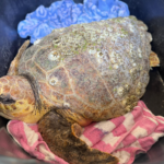 King George’s rescue emphasizes FPMI’s urgent need for new rehab facility